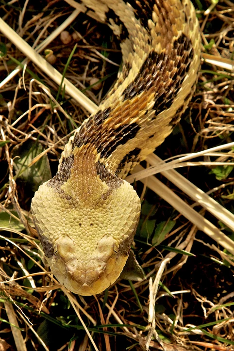 Afraid Of Snakes? A Hoosier's Guide To The Poisonous Snakes Of Indiana