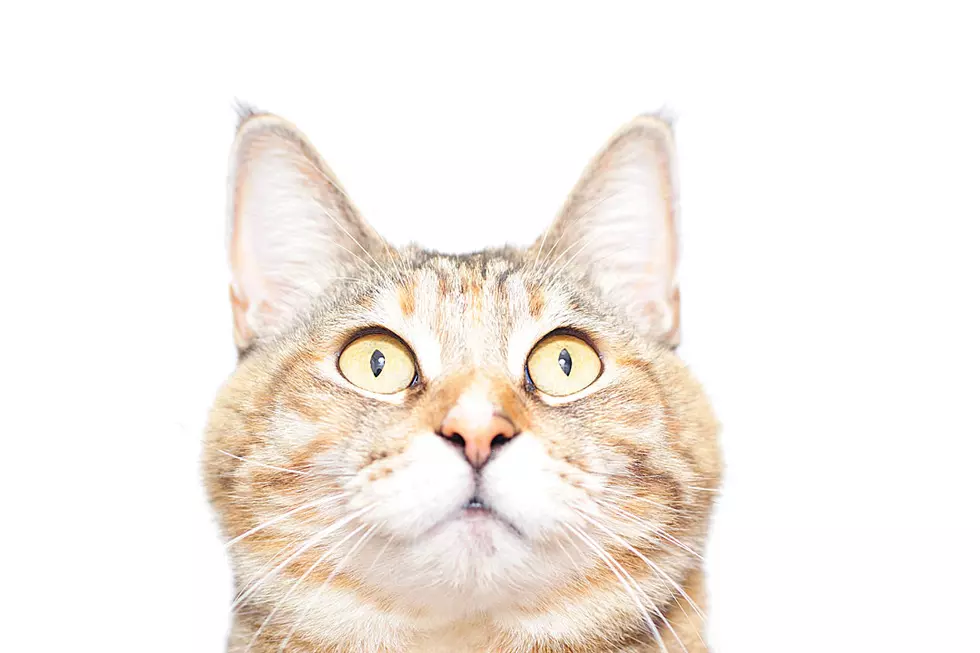 Cat Smelling Other Cat’s Fart Is Pure Comic Bliss