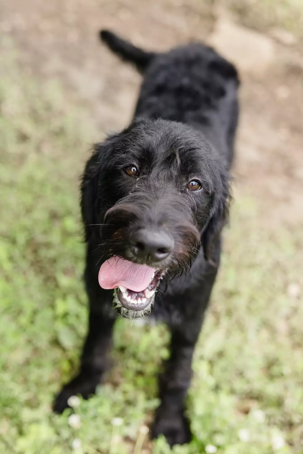 Kyro is an Adoptable Weimardoodle Puppy in Warrick County That Adores People – Meet Him Today